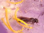 Chelostoma campanularum